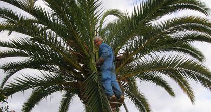 El director de la Estaci&oacute;n Phoenix, Michel Ferry, inspeccionando una palmera.