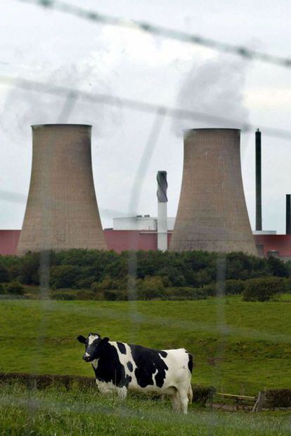 Una vaca pasta en los alrededores de la planta nuclear de Sellafield (Cumbria, norte de Inglaterra). La fotografía fue tomada en septiembre de 2002.