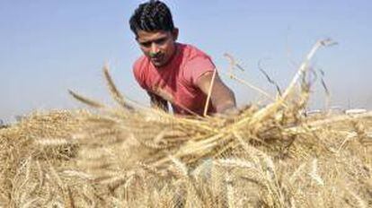 Imagen de un hombre trabajando en un campo de trigo. EFE/Archivo