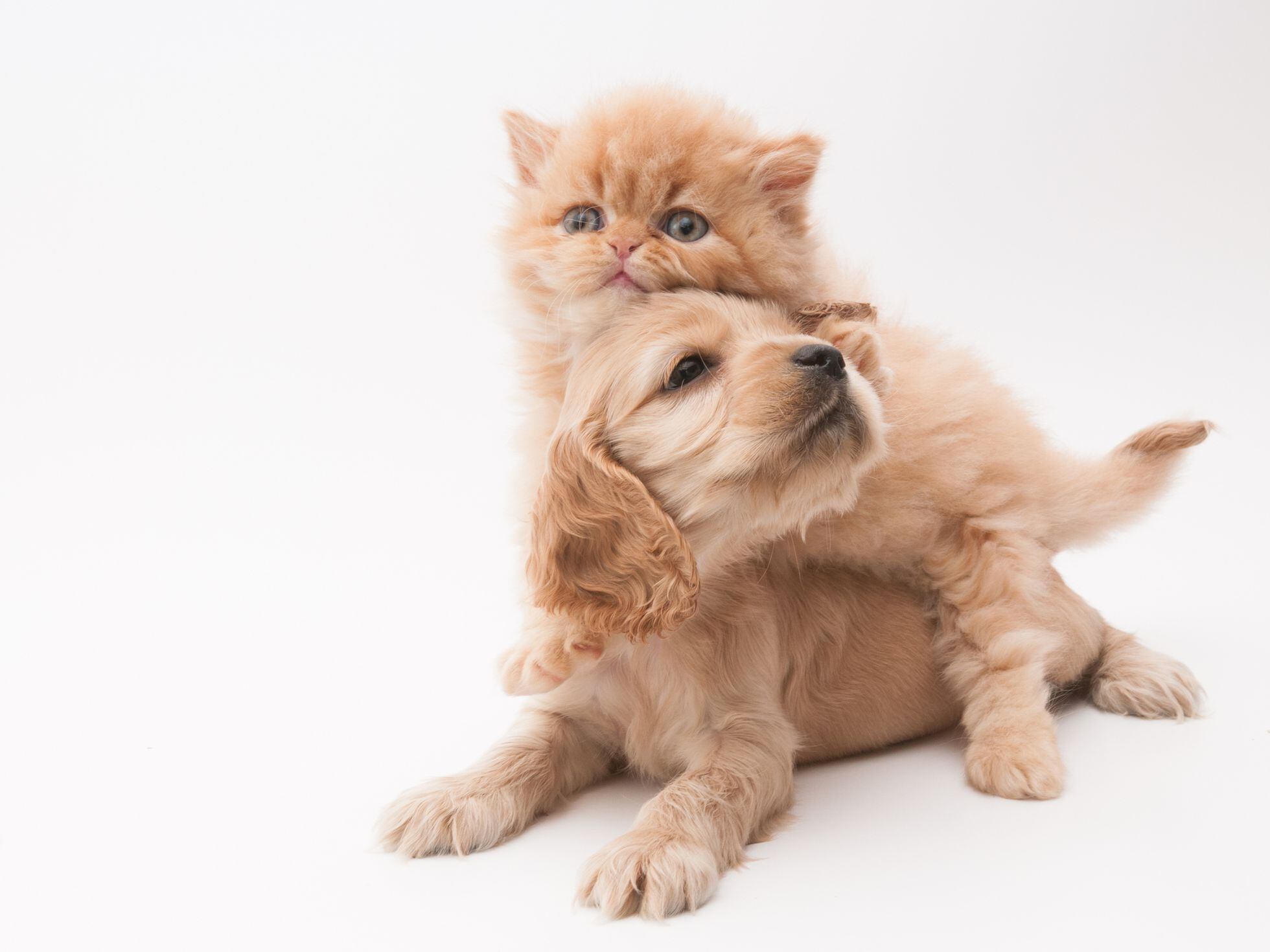 Privilegiado rápido capturar Consejos y cuidados para el primer verano con un gatito o un perrito |  Ayuda a sus defensas | EL PAÍS