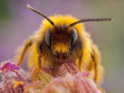 Retrato de una abeja en una flor. En España hay cerca de 1.105 especies de abejas, las cuales realizan una importante labor de polinización.