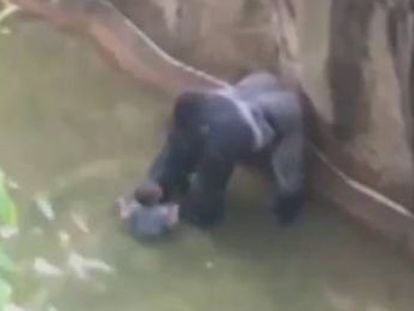 El equipo de animales peligrosos del zoológico de Cincinnati disparó al animal diez minutos después de que el pequeño cayera de una altura de cinco metros
