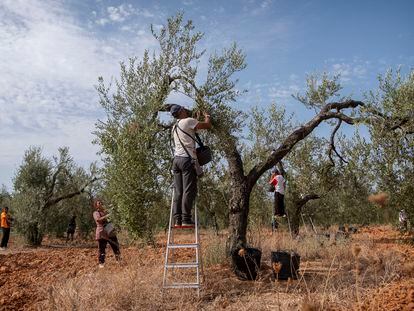 Recolección de aceitunas en una finca del Aljarafe sevillano.