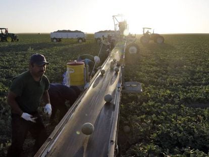 Trabajadores recogiendo melones en Huron, condado de Fresno, California.