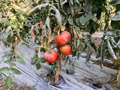 El tomate Huevo de Toro, propio del valle del Guadalhorce, En Málaga, que algunos hortelanos están rescatando. Estos, de la huerta de Pepe Guerrero.