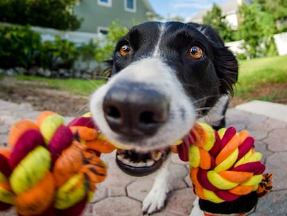 Estos son los perros más amigables, según un estudio genético