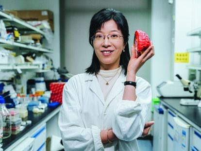 Hailan Hu, una neurocientífica que estudia la depresión, sostiene una reproducción de un cerebro en su laboratorio.
