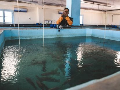 Criar peces en el desierto