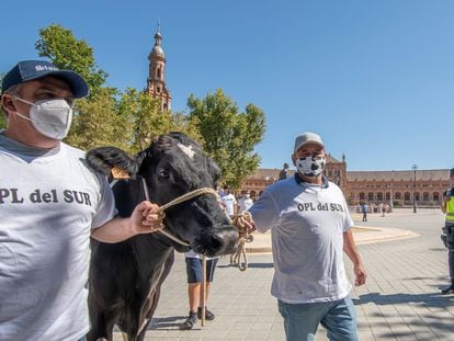 Protestas de ganaderos en Sevilla el pasado 13 de julio por los bajos precios de la leche.