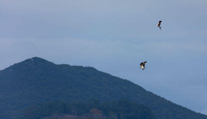 Águilas pescadoras en la bahía de Santander. 