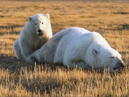 El cachorro de oso polar con la lata en la boca junto a su madre sedada.