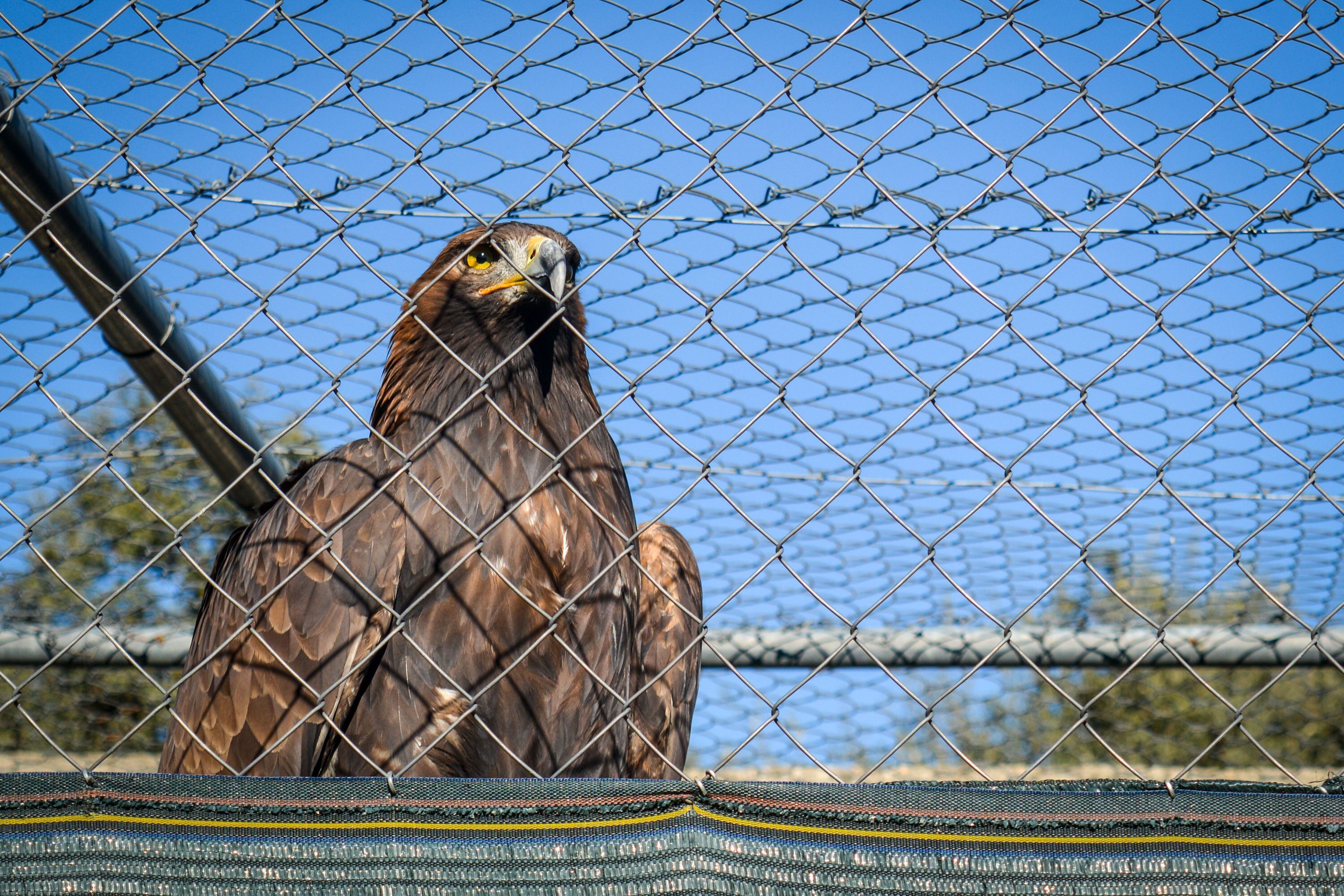 Águila Real, que sirve de nodriza a los animales enfermos del Centro de Recuperación de Animales Silvestres de Madrid.