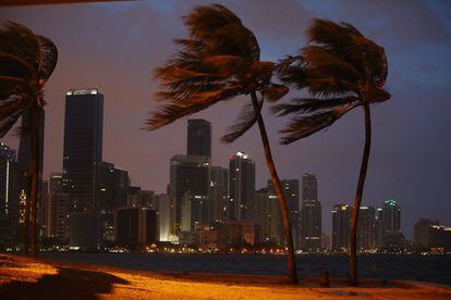 La fuerza del viento mueve las palmeras en Miami ante la llegada del huracán.