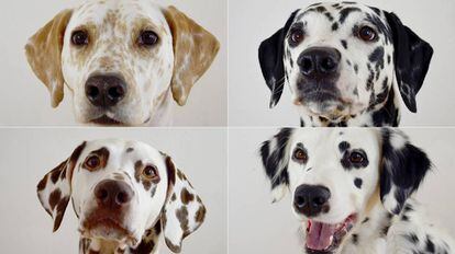 Cuatro perros dálmatas con sutiles diferencias genéticas fácilmente detectables.