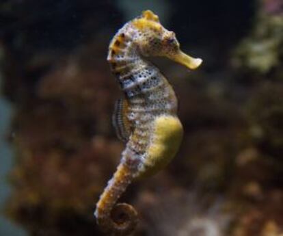 Caballitos de mar en el Aquarium de la Universidad de Murcia.