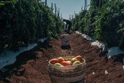 Una cubeta llena de tomates durante la cosecha, en Sinaloa, en 2021.
