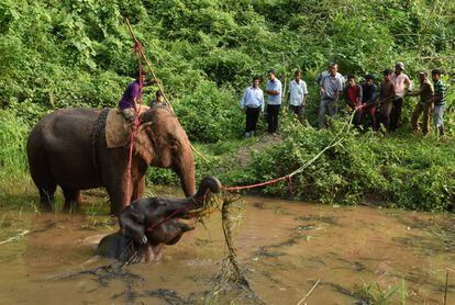 Un grupo de oficiales forestales usan a un elefante domesticado para rescatar a otro que cayó dentro de un charco profundo en la reserva de Amchang, a las afueras de Guwahati (India).