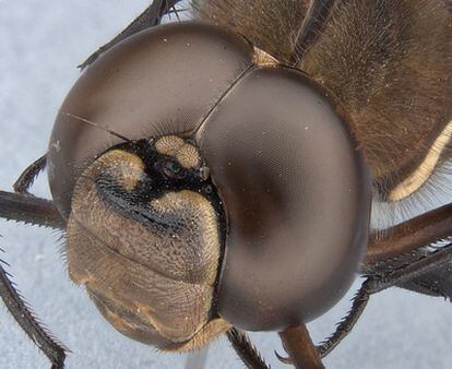 Ojo de libélula actual, con decenas de miles de lentes distintas.