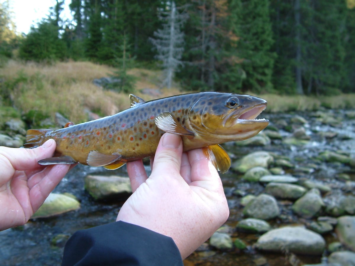 Los peces se vuelven adictos a las metanfetaminas vertidas en los ríos
