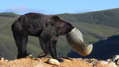Un oso negro con la cabeza atrapada en un bidón en las cercanías de la localidad de Anllares del Sil (León), este miércoles.