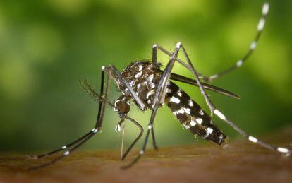 Mosquito tigre, transmisor del virus de Chikungunya.