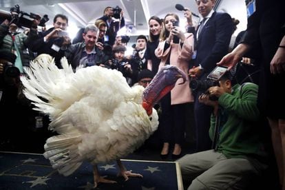 'Wishbone', uno de los dos pavos que han conseguido el perdón presidencial por el Día de Acción de Gracias, en la sala de prensa de la Casa Blanca.