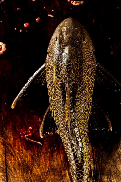 El pez carachama, usado en la Amazonia para combatir la anemia.