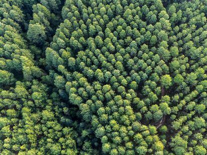La iniciativa 'Un seguro, un árbol' puesta en marcha por la compañía de seguros protege la sostenibilidad y la biodiversidad mediante la reforestación de algunas de las zonas más amenazadas de la Tierra.