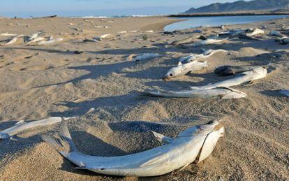 Algunos de los peces muertos en las playas de Pals y Begur.