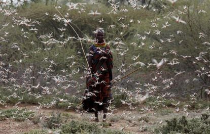 Una mujer de la tribu turkana camina a través de un enjambre de langostas en Kenia, a principios de julio.