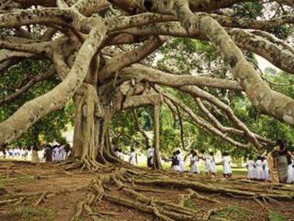 Un enorme ficus o higuera de Java (Ficus benjamina), la estrella de los jardines bot&aacute;nicos de Peradeniya en Kandy (Sri Lanka). 
