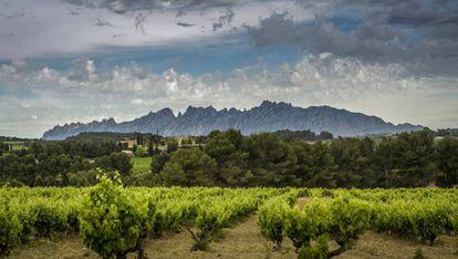 Viñedos en el Penedès.