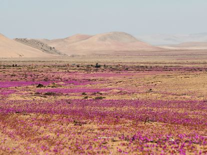 El fenómeno natural conocido como el Desierto Florido que ocurre entre cada 5 y 10 años aproximadamente, en el desierto de Atacama, Caldera (Chile).