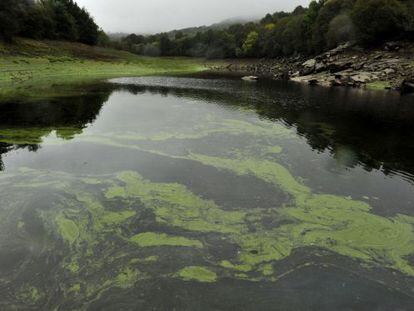 Cola del embalse de As Conchas, adonde llegan las aguas contaminadas del r&iacute;o Limia, con manchas verdes que delatan la presencia de cianobacterias, el pasado d&iacute;a 16.