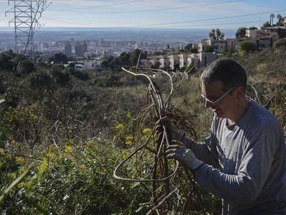 Un voluntario de Depana retira plantas invasoras de Collserola.