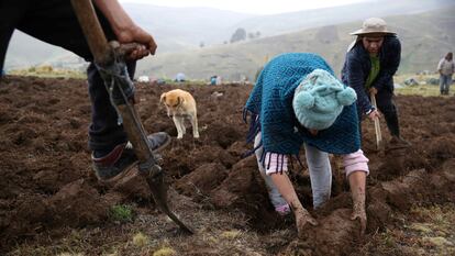 Un grupo de campesinos realizan el volteo de la tierra de cultivo, el 14 de noviembre de 2023, en San José de Apata, provincia de Jauja (Perú).