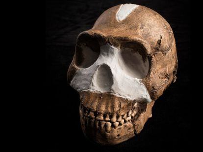 Cráneo del llamado 'Homo naledi', hallado en Sudáfrica.