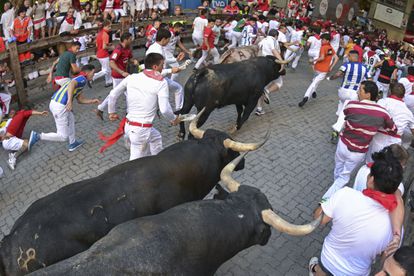 Los toros de la ganadería de Miura, durante su recorrido por las calles de Pamplona. 