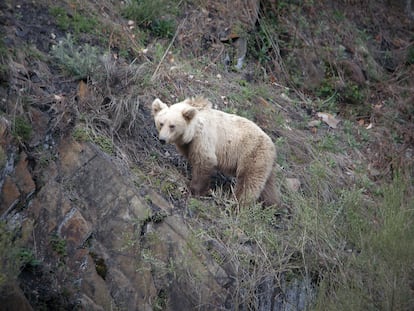 Un oso pardo en la cordillera Cantábrica.