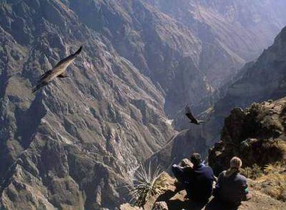 Dos cóndores planean en las inmediaciones de la Cruz del Cóndor, un balcón natural a 3.287 metros de altitud en el valle del Colca (Arequipa).