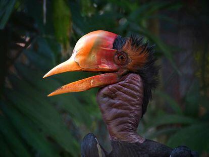 El cálao de yelmo pasó de no estar amenazado a en peligro crítico de extinción en tres años (ver más abajo el porqué).