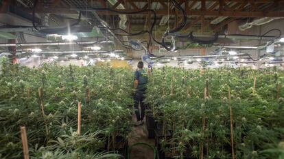 La Guardia Civil desmantela, en agosto de 2019, una plantación de marihuana en una nave que se dedicaba anteriormente al cultivo de flores.