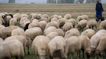 Pastor de la ganadería de los hermanos Izquierdo en la localidad madrileña de Fuente el Saz del Jarama.