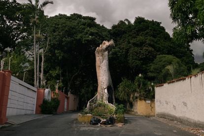 A tree felled in eastern Caracas, Venezuela, on December 10, 2021.