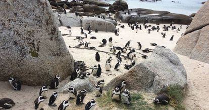 Bahía de Boulders en la península del Cabo (Sudáfrica), que alberga una colonia de pingüinos africanos.