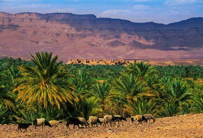 El valle del Draa (Marruecos).