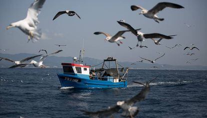 Un pesquer envoltat d'aus marines davant de la costa de Mataró.