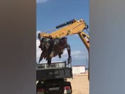 Mueren dos tortugas gigantes en
la Costa Brava en septiembre