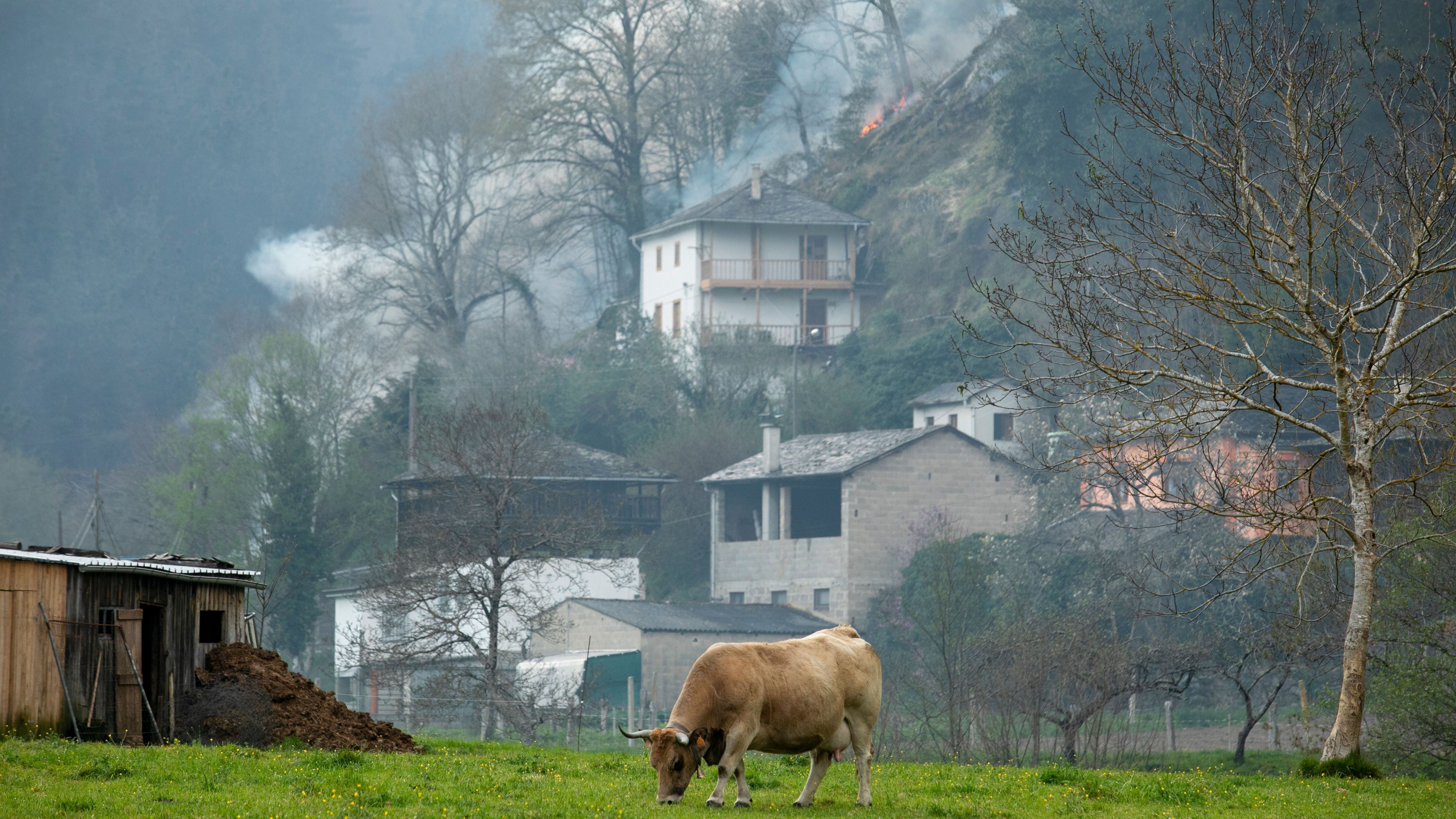Un toro pasta en la zona de vegetación donde ocurre el incendio del concejo asturiano de Tineo, el viernes.