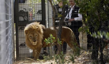 Uno de los leones que jamás había pisado la naturaleza, tras ser liberado.